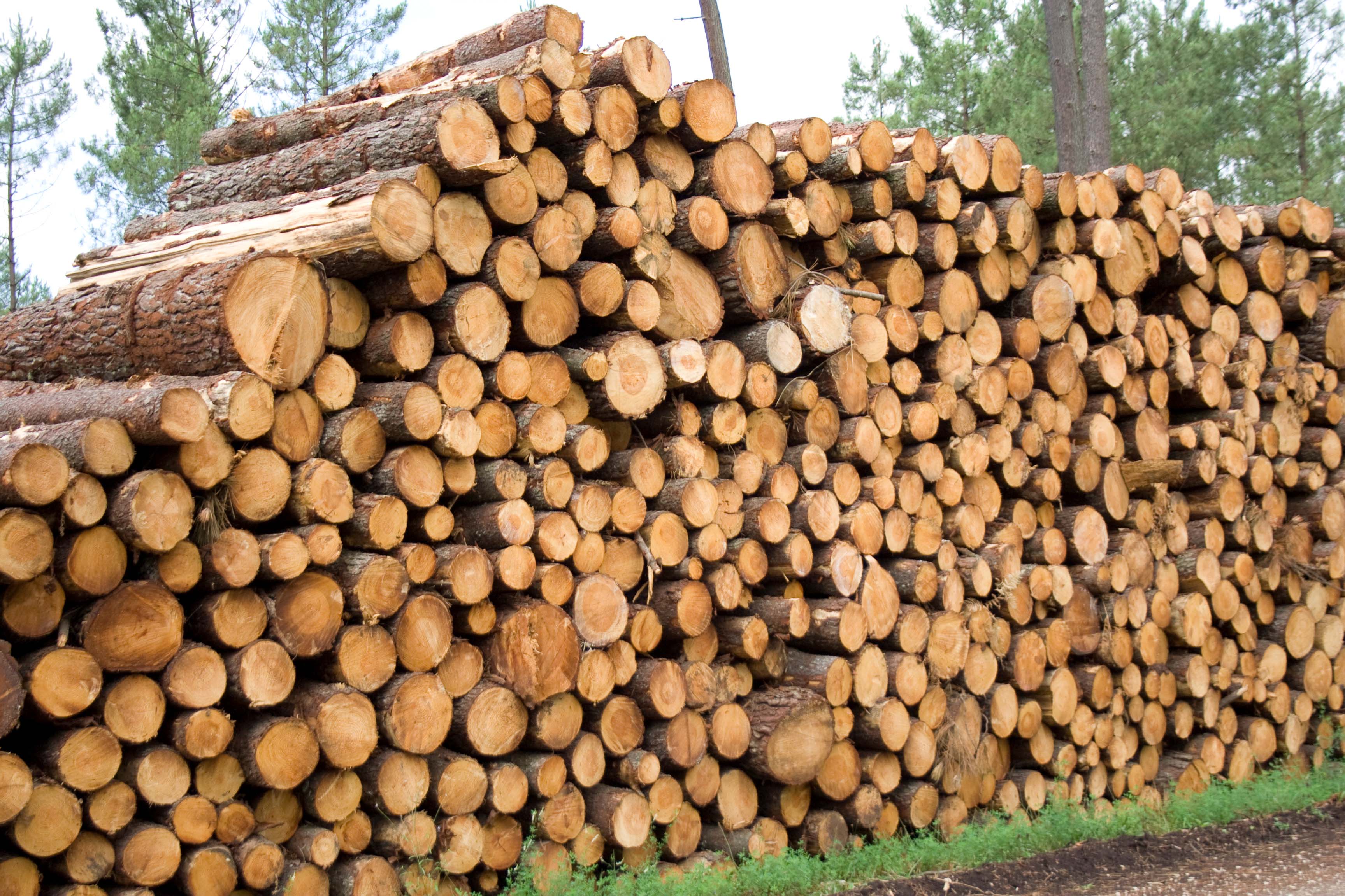 Deforestación